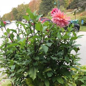 Meet your Posher, Maizy